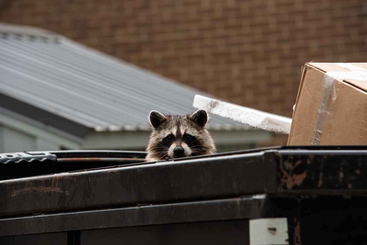 Raccoon head peeking out of dumpster