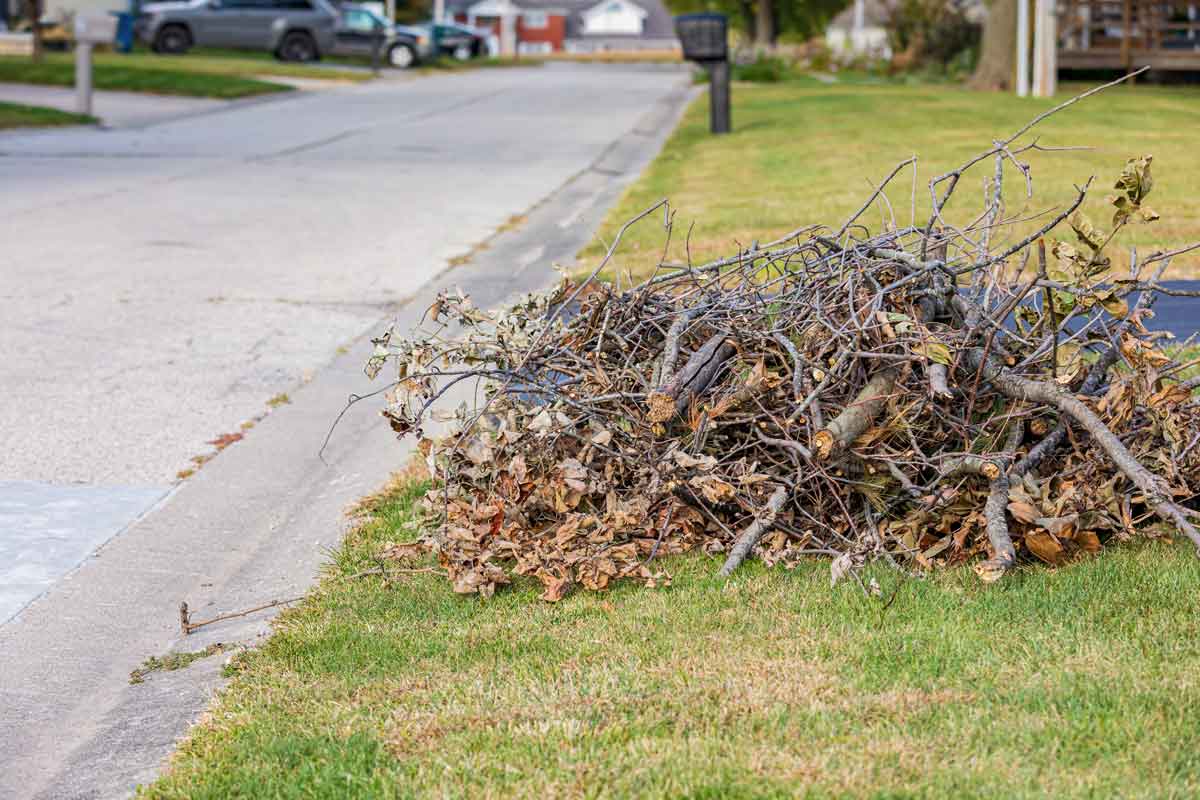 Pile of downed tree limbs and sticks by curb
